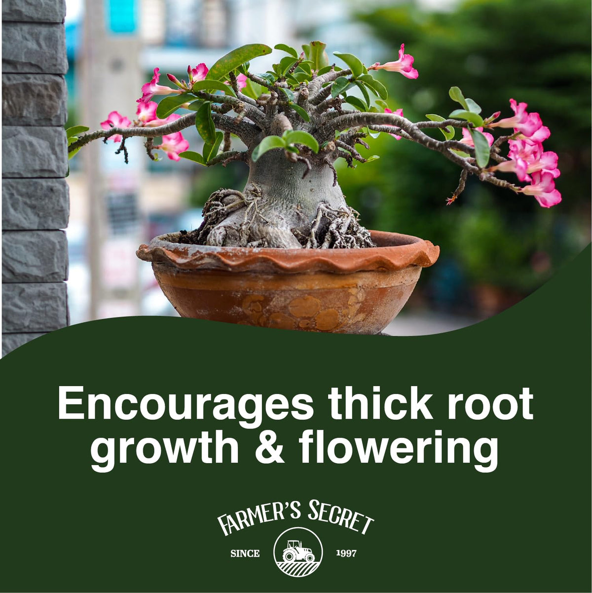 Farmer's Secret Desert Rose Liquid supports trunk growth with concentrated formula