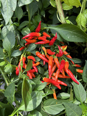 Flowering phase with Farmer's Secret Fruit & Bloom Booster.