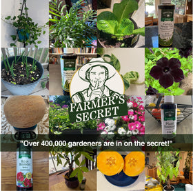 Roses and petunias benefit from Farmer’s Secret booster for enhanced blooms