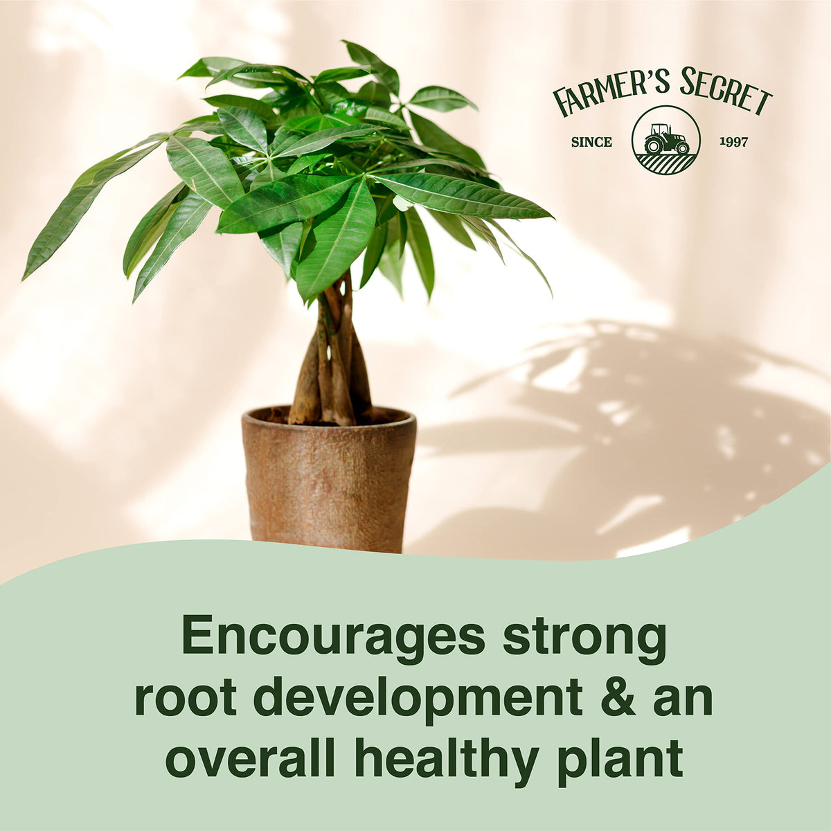 Farmer’s Secret Money Tree healthy roots close-up shows strong root development.