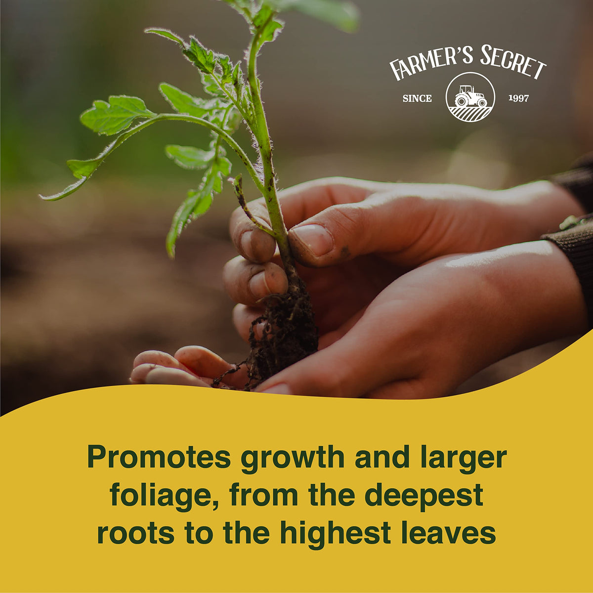 Farmer's Secret Plant Booster lush leaves indicate strong early vigor.