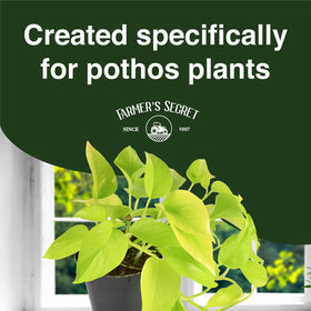 Measuring spoon with Farmer's Secret Pothos liquid, showing easy weekly dilution.
