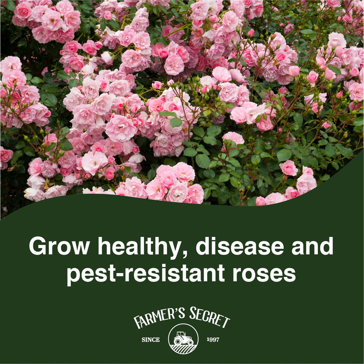 Farmer's Secret Rose Booster measuring spoon shows precise dosing for consistent feeding