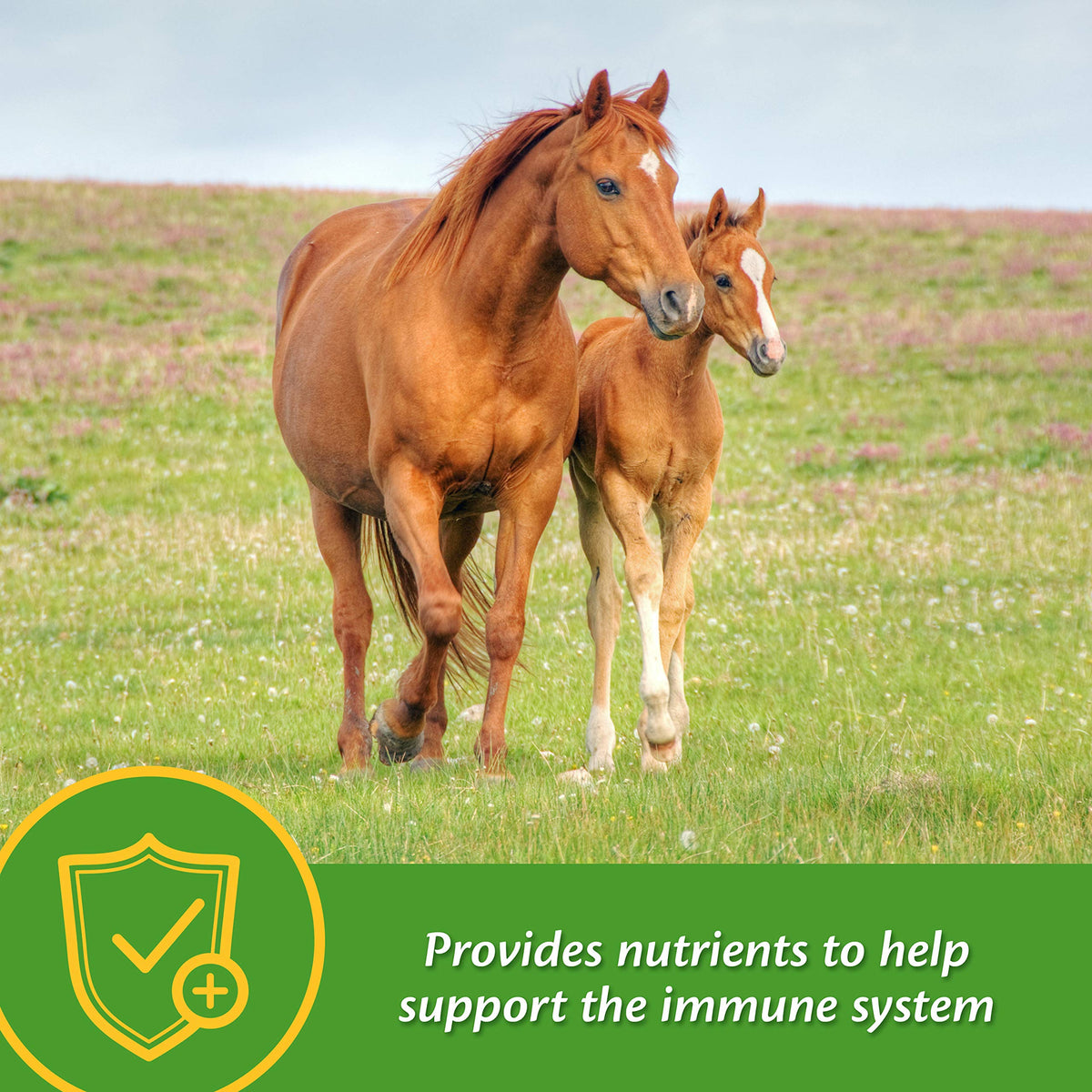 Farnam Grow Colt multi-nutrient blend supports immune health