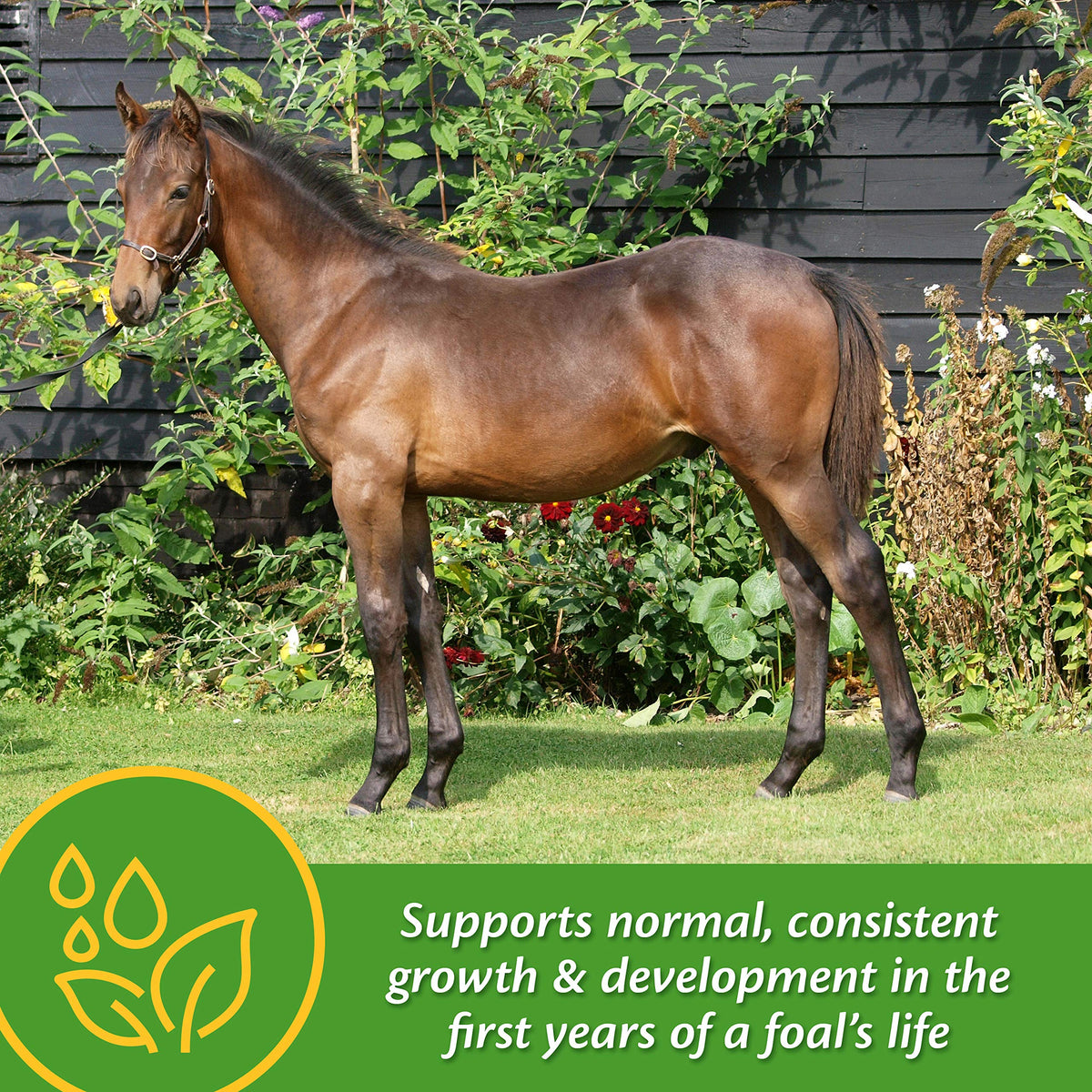Farnam Grow Colt creep-feed mixing for foal growth support