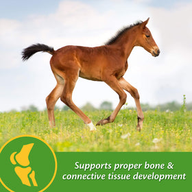 Farnam Grow Colt foal nutrition balance for bone health