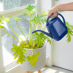 Fasmov durable-plastic blue watering can withstand daily use