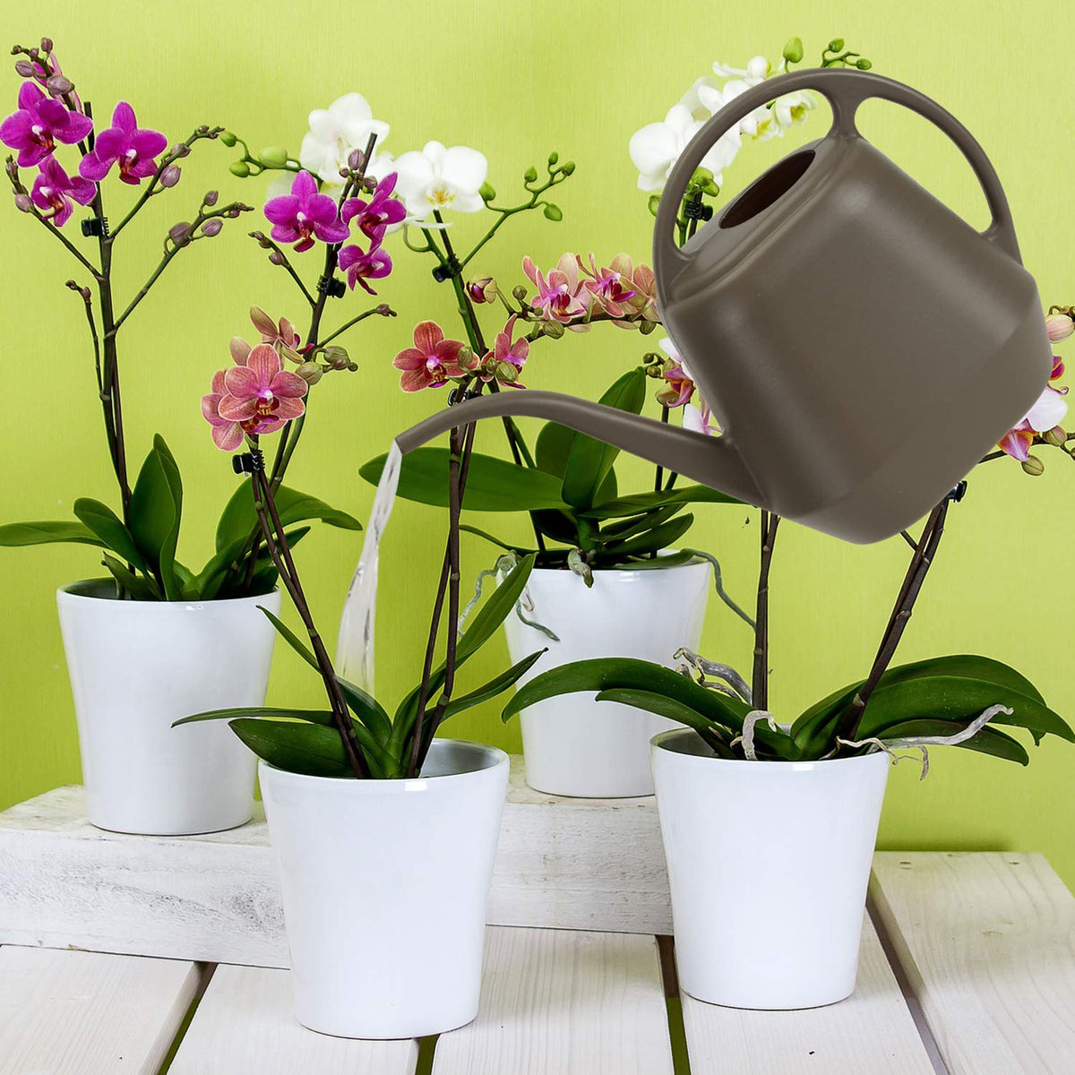 Ideal for homes, offices, flower shops, and small gardens.