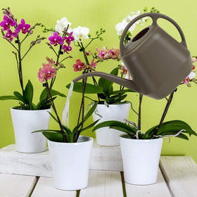 Ideal for homes, offices, flower shops, and small gardens.