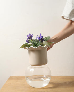 Fayoula gift-ready packaging, ideal for plant lovers and home gardeners.