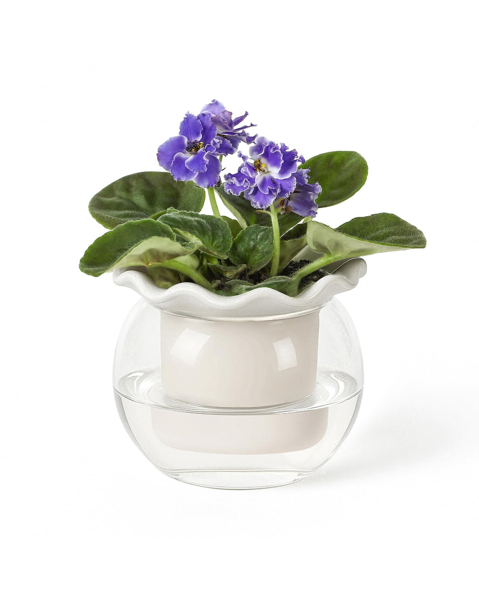 Fayoula 6-inch African Violet Pot with inner dolomite clay for steady root moisture.