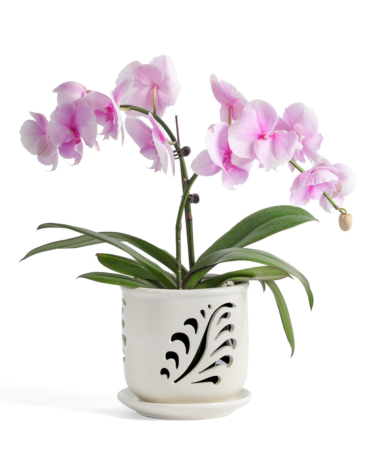 Fayoula ceramic orchid pot with cutouts improves airflow for healthier roots