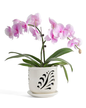 Fayoula ceramic orchid pot with cutouts improves airflow for healthier roots