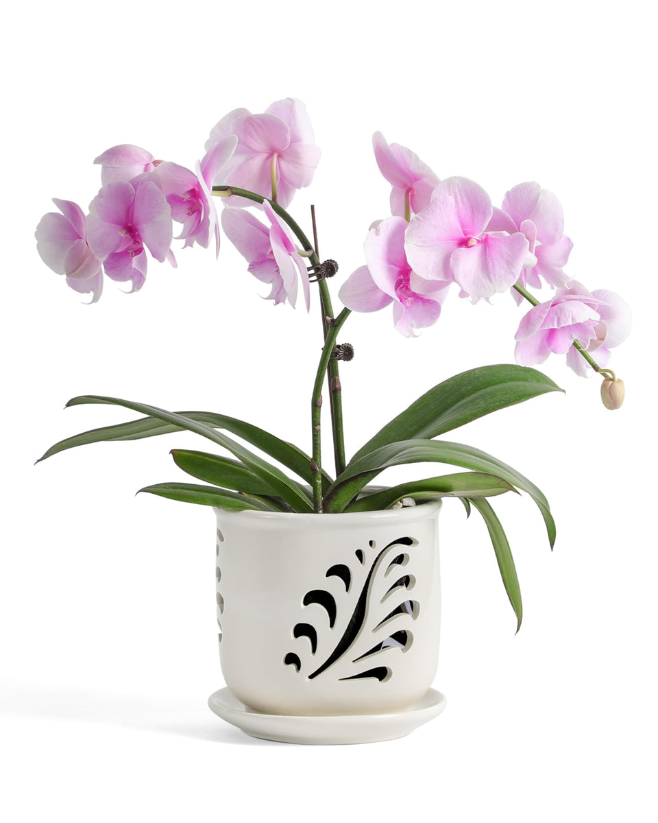 Fayoula ceramic orchid pot with cutouts improves airflow for healthier roots