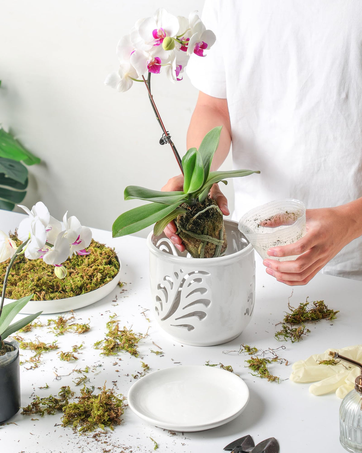 Fayoula orchid pot 6.3-inch diameter fits a range of orchids