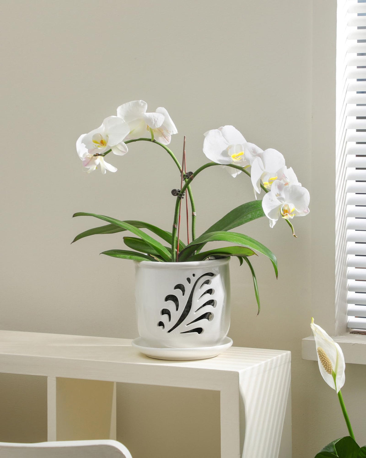 Stable Fayoula ceramic orchid pot ready for repotting and display