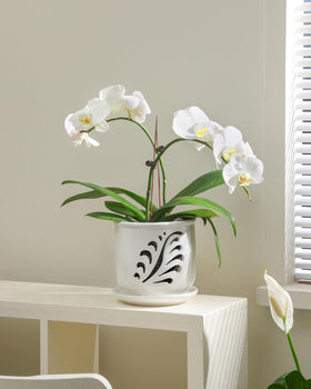 Stable Fayoula ceramic orchid pot ready for repotting and display