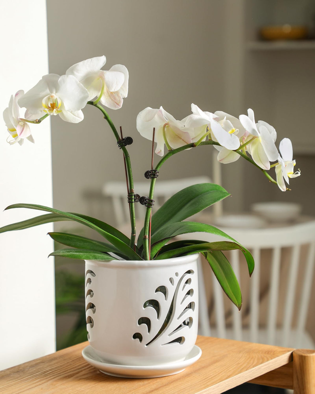Top opening of 5.7 inches on the Fayoula orchid pot for standard orchids