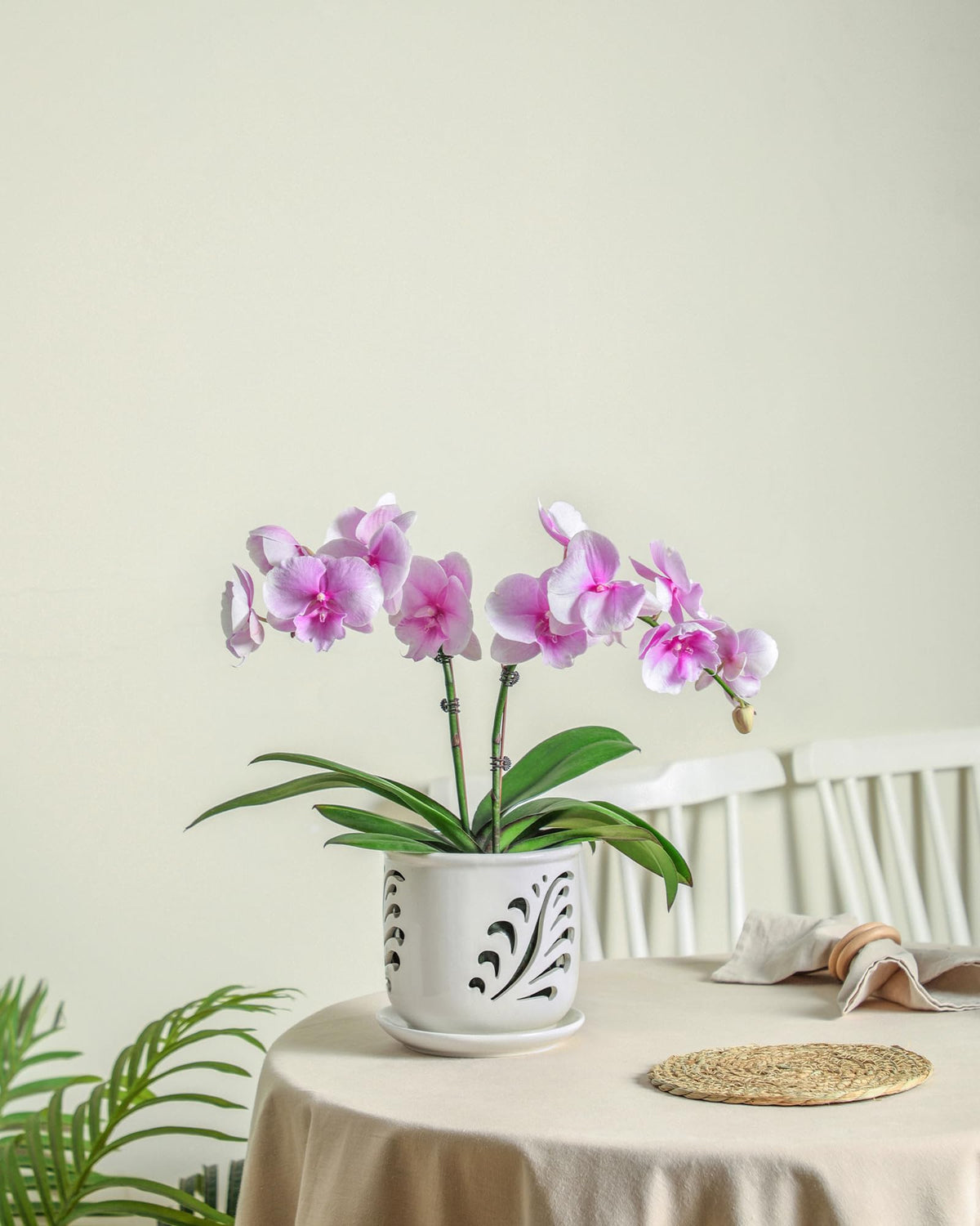 Lifestyle shot of Fayoula orchid pot on a bright window sill