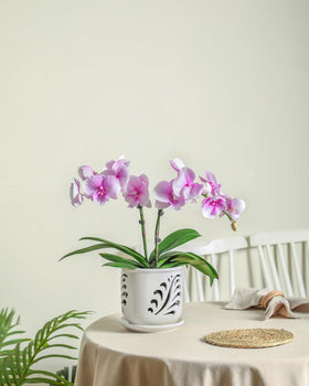 Lifestyle shot of Fayoula orchid pot on a bright window sill