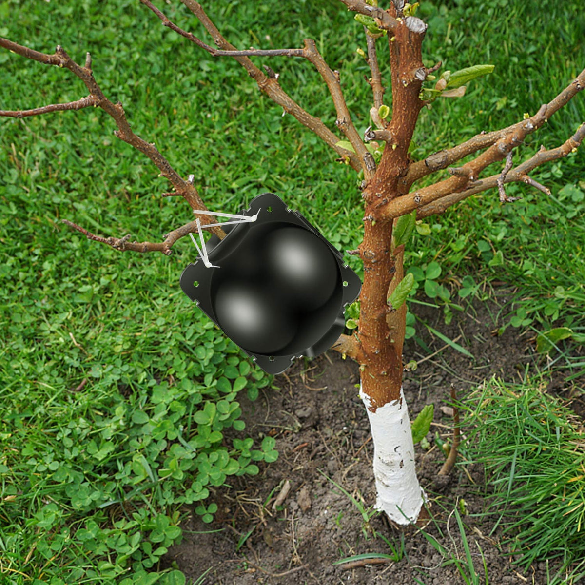 FCENDS 6-8 week results appear after installation with visible growth.