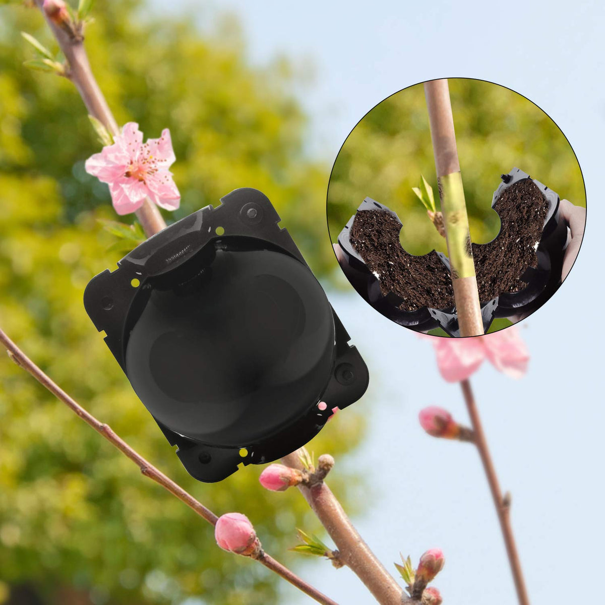 FCENDS gentle cloning process illustrates minimal impact on the mother plant.