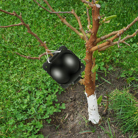 FCENDS root boxes minimize impact on the mother plant during cloning.