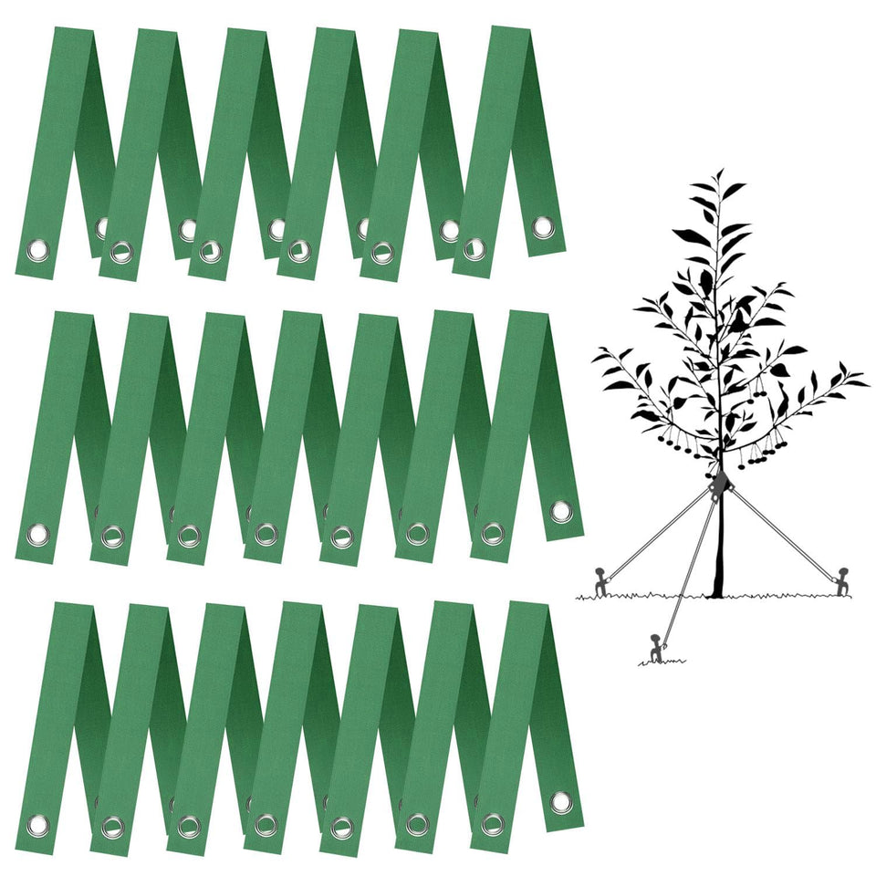 FCENDS tree straps staking a young sapling for upright growth