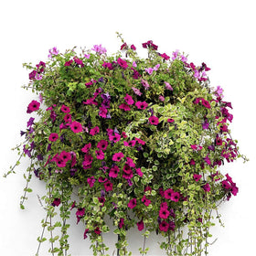 FDGARDEN two-pack liners provide affordable replacements for home planters.