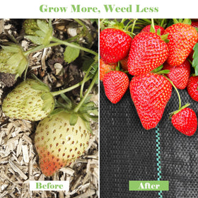 FEED GARDEN versatile applications for gardens, lawns, and beds.
