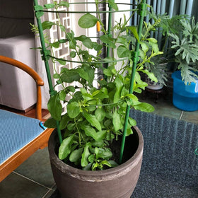 FEED GARDEN tomato-bean support helps organize garden and promote orderly spacing.