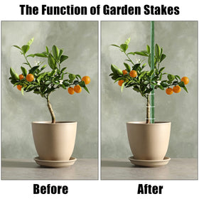 FEED GARDEN in-soil installation guides vertical growth for cucumbers and grapes.