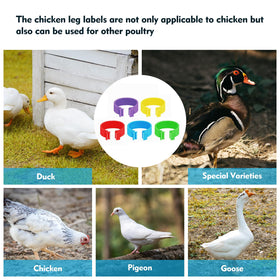 Feehope multi-color pack supports large flocks with clear sorting options.
