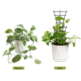 Feitore dark-green trellis blends with houseplants for discreet support.