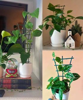 Feitore four-pack offers versatile supports for multiple plants.