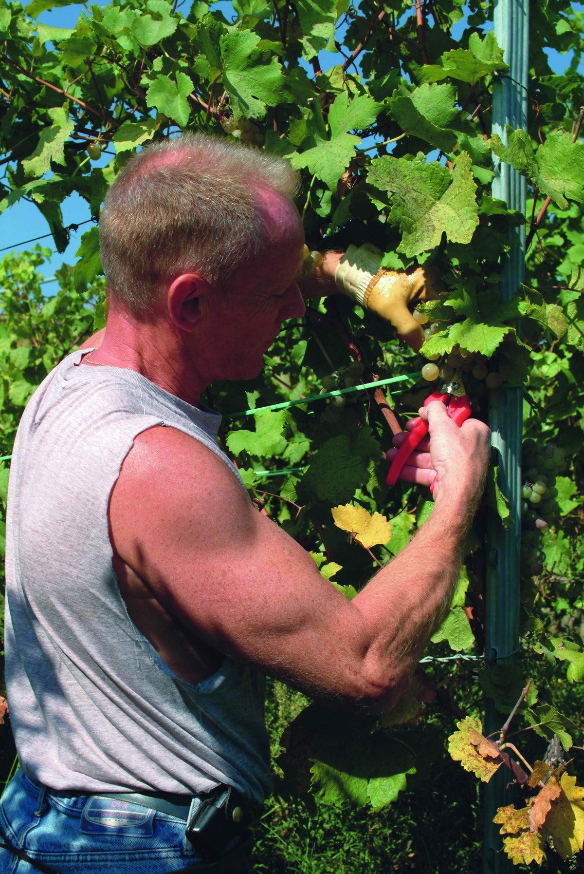 Felco F310 ergonomic handles improve comfort during extended pruning sessions.