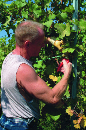 Felco F310 ergonomic handles improve comfort during extended pruning sessions.