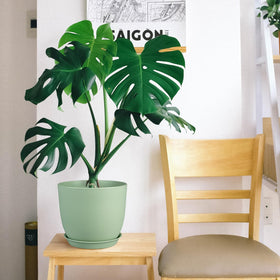 Ferlypote weather resistant plant pot built to endure outdoor conditions.