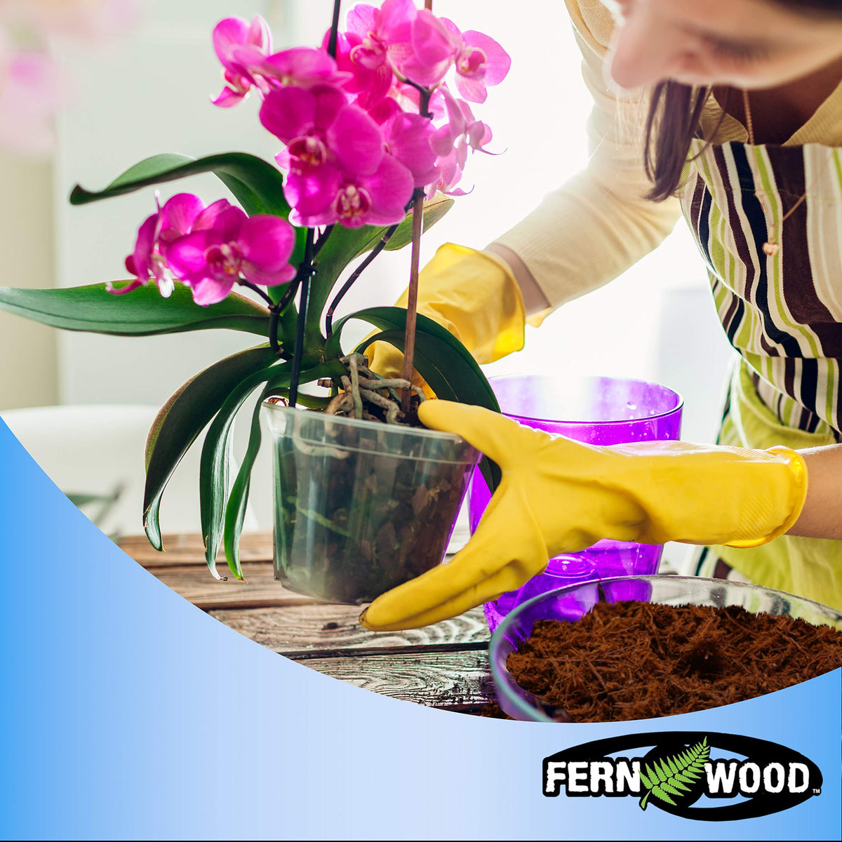 Fernwood Orchid Potting Medium promotes longer intervals between watering.