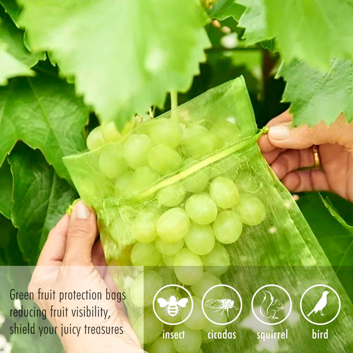 Mesh bag shielding blueberries and tomatoes from birds and insects.