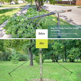 Fetanten tree strap set 15-75-inch offers secure anchoring for young trees