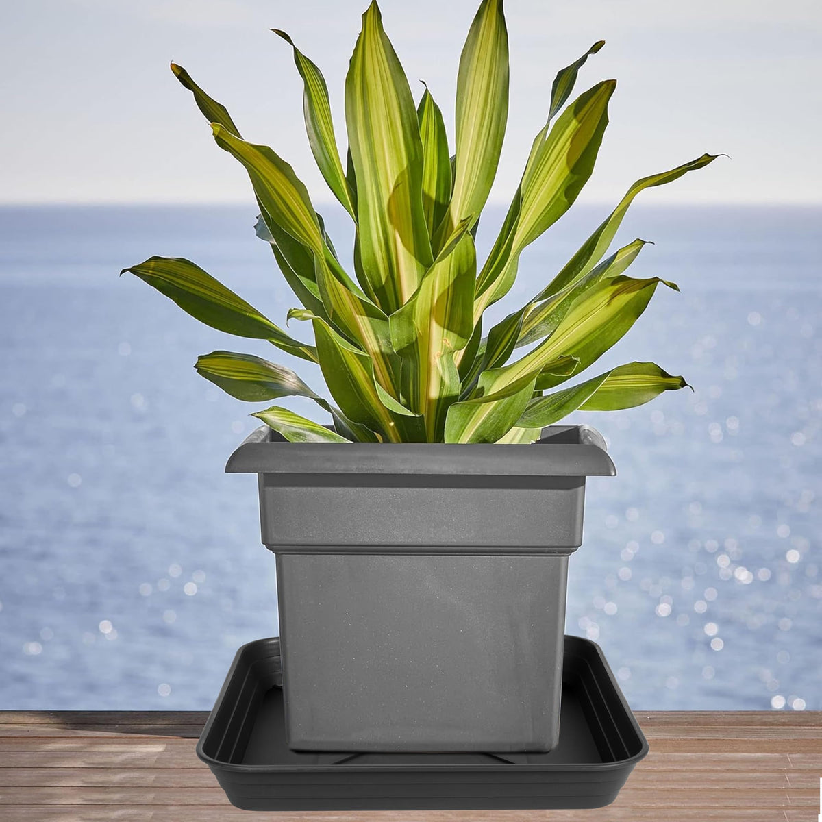 Feyvdzv plastic plant tray set helps organize multiple pots