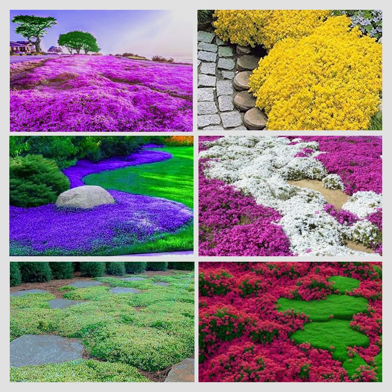 Ficoszo creeping thyme seeds, tiny grains, ideal for fast ground cover.