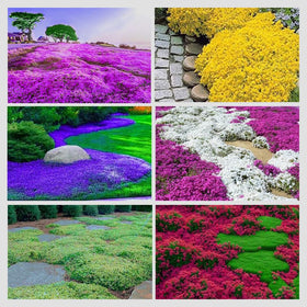 Ficoszo creeping thyme seeds, tiny grains, ideal for fast ground cover.