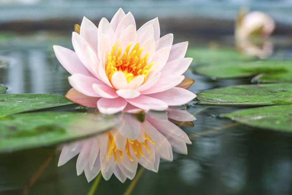 Ficoszo aquatic seeds decorate ponds, gardens, and courtyards.