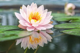 Ficoszo aquatic seeds decorate ponds, gardens, and courtyards.