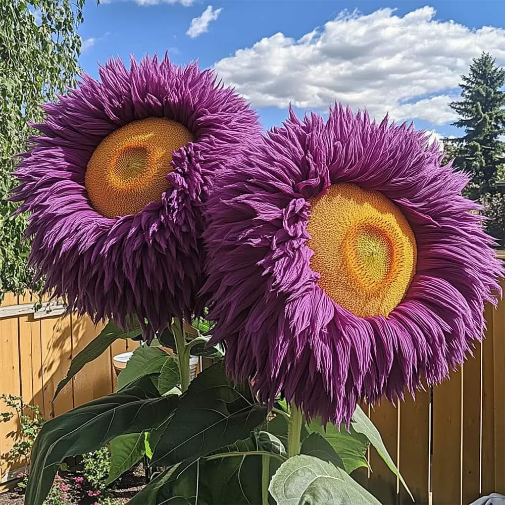 Ficoszo Easy-to-grow seeds suit beginners for quick garden wins.