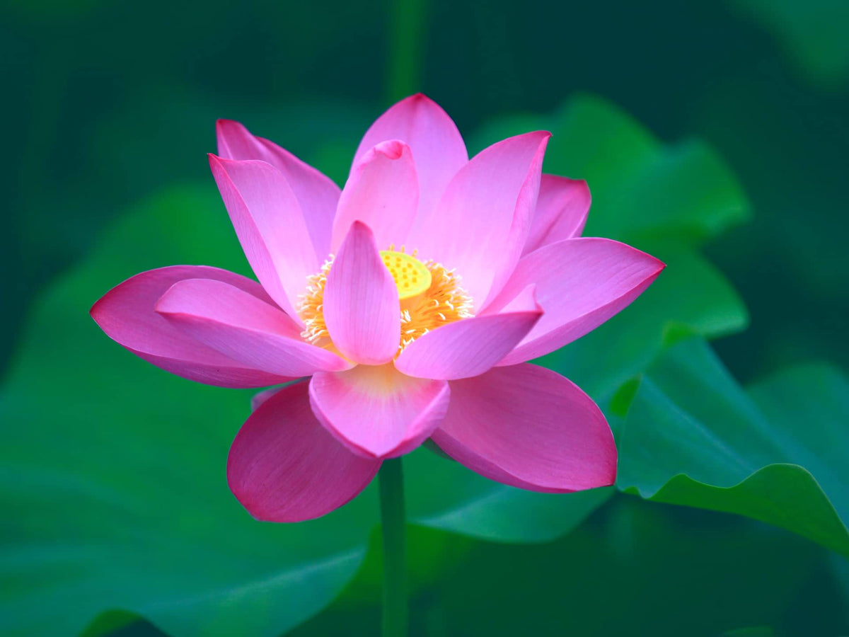 Ficoszo beginner-friendly seeds offer fast growth in water features.