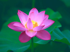Ficoszo beginner-friendly seeds offer fast growth in water features.