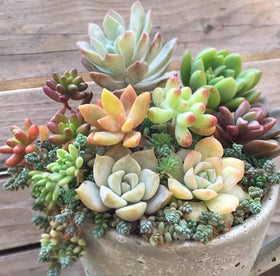 Ficoszo bonsai-ornamental seeds enable creative mini landscapes